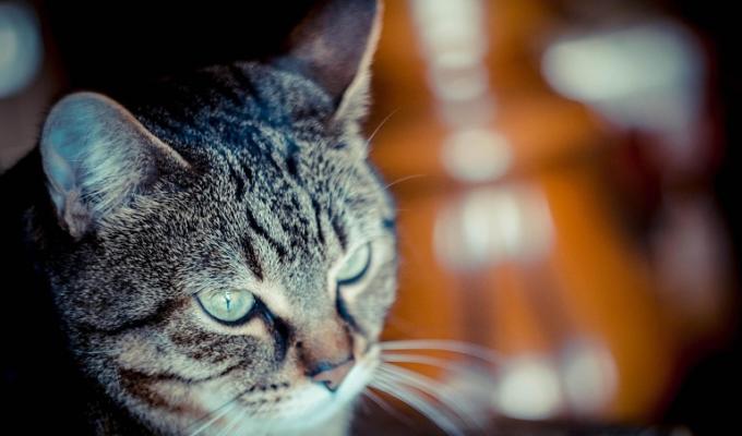 festa del gatto