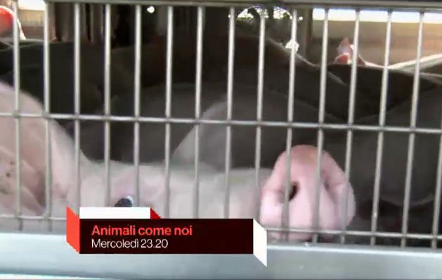 animali come noi