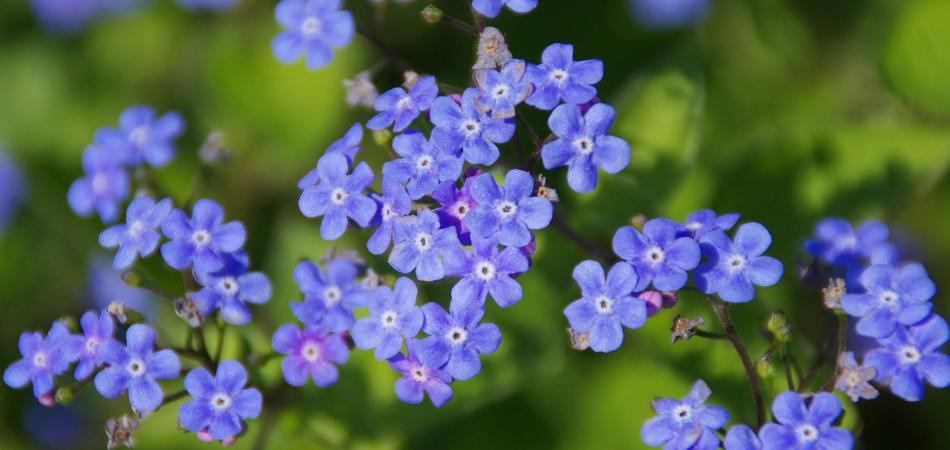 primavera 8 marzo