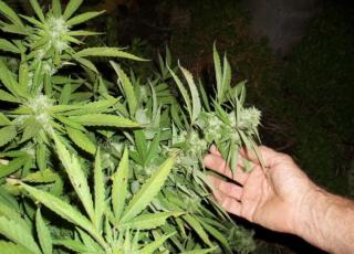 israele marijuana