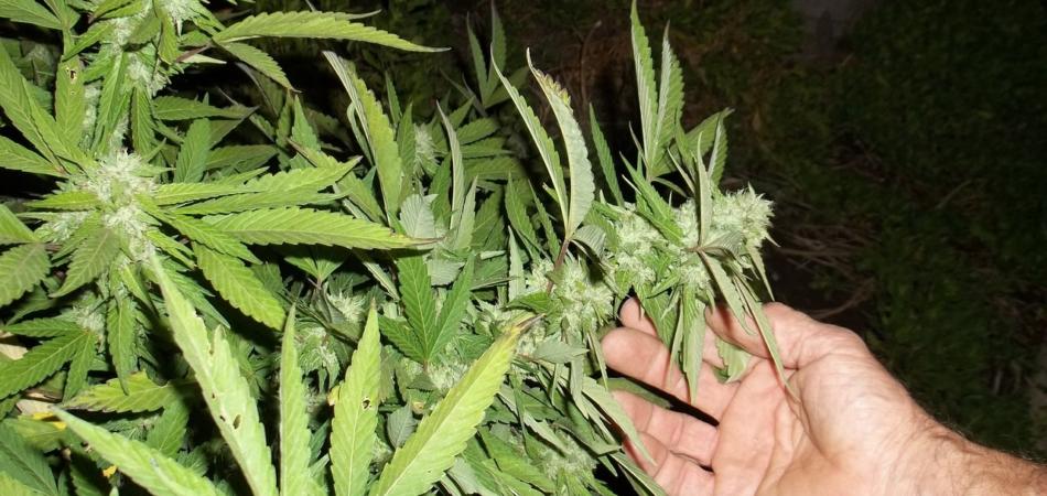 israele marijuana