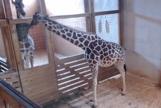 giraffa april