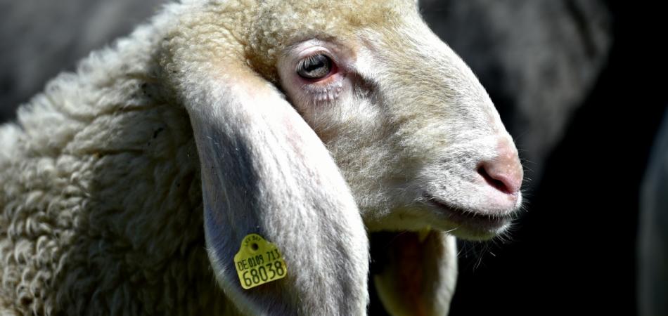 Agnello di Pasqua