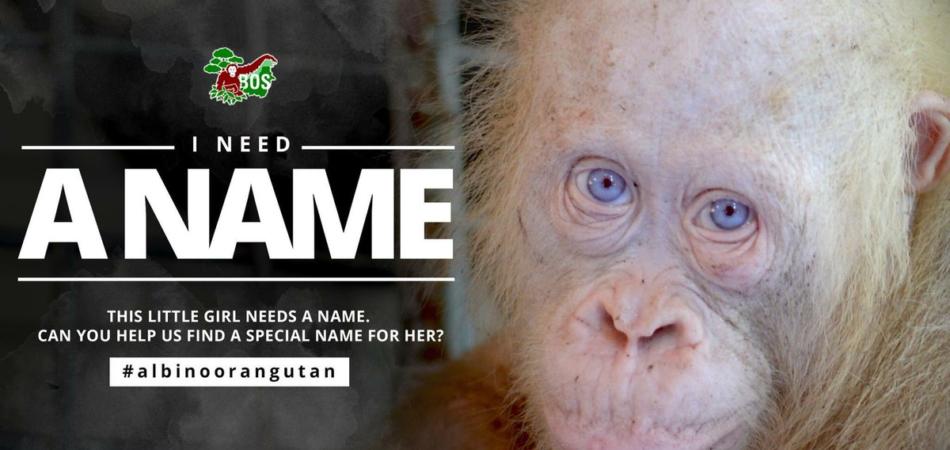 #albinoorangutan