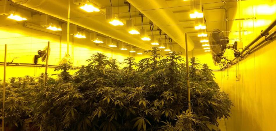 cannabis light