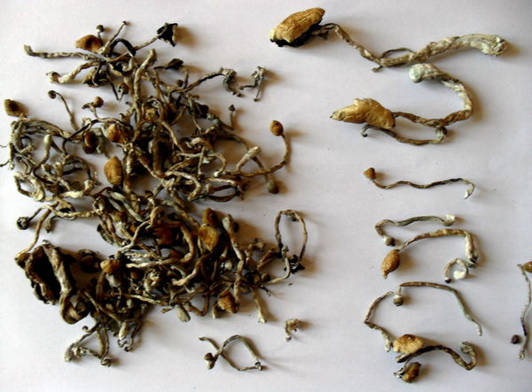 Funghetti allucinogeni, la droga più «sicura». Ma solo se sapete riconoscerli