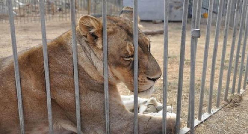 legge animali circo