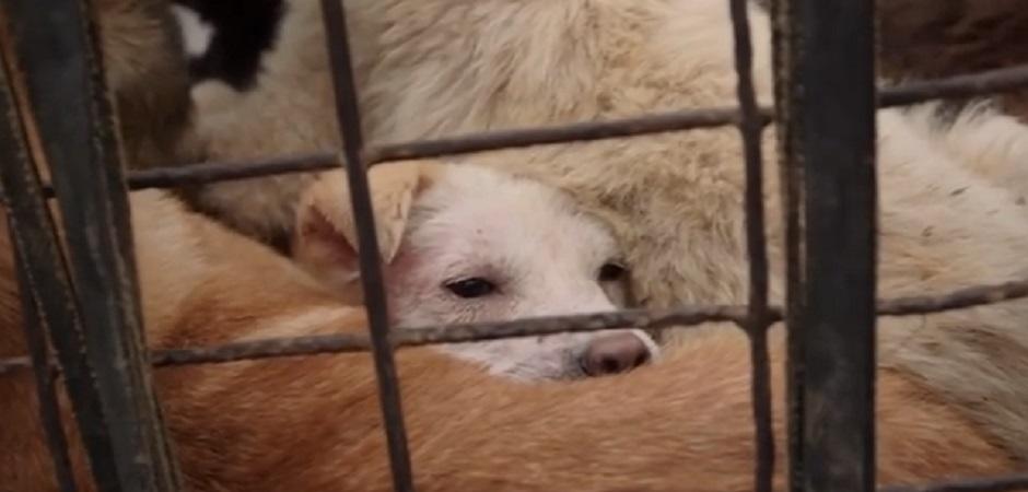 yulin