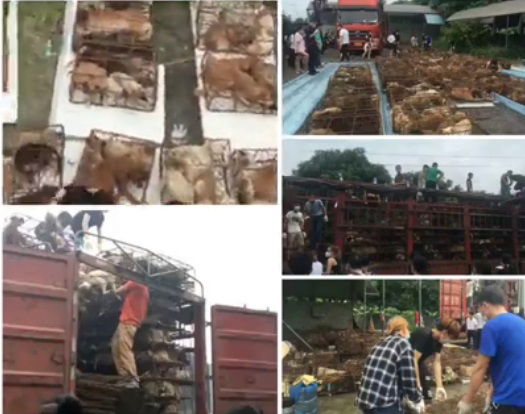 yulin cani salvati