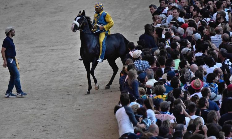 Palio di Siena Tornasol