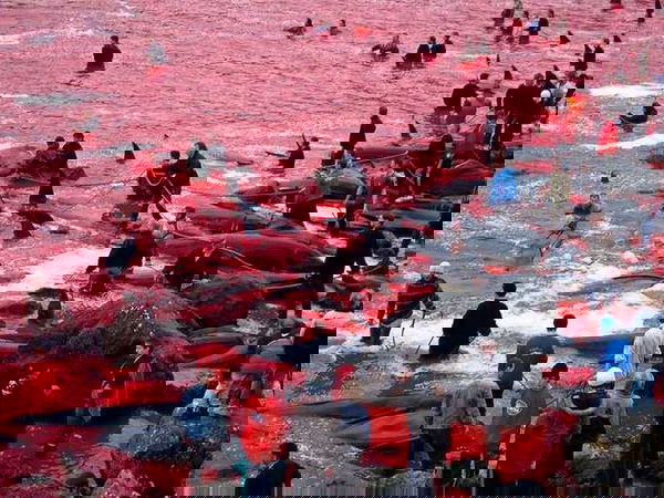 Grindadráp, la mattanza di balene continua alle Isole Faroe | VIDEO