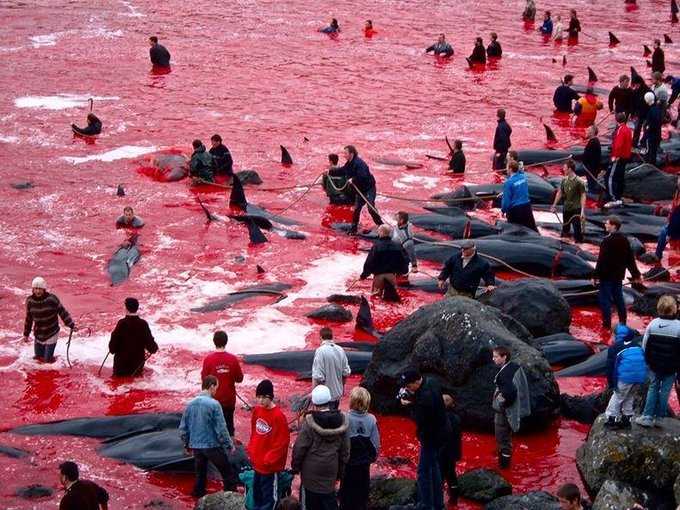 Grindadráp, la mattanza di balene continua alle Isole Faroe | VIDEO article-post