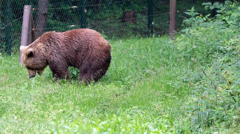 Orso