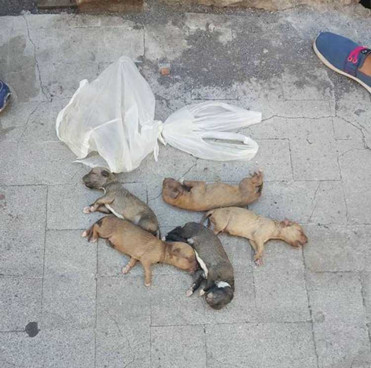 Catania Cuccioli Di Cane Abbandonati In Un Cassonetto Video