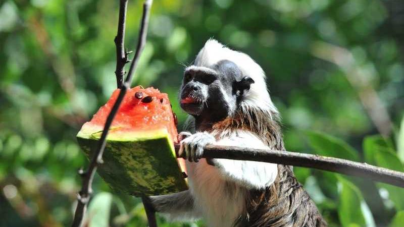 Ferragosto al Bioparco