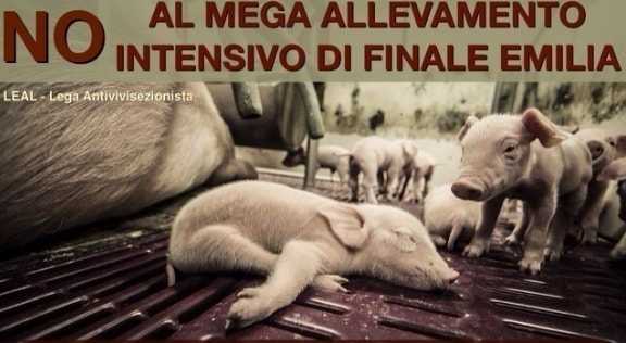 allevamento intensivo Finale Emilia Bondeno
