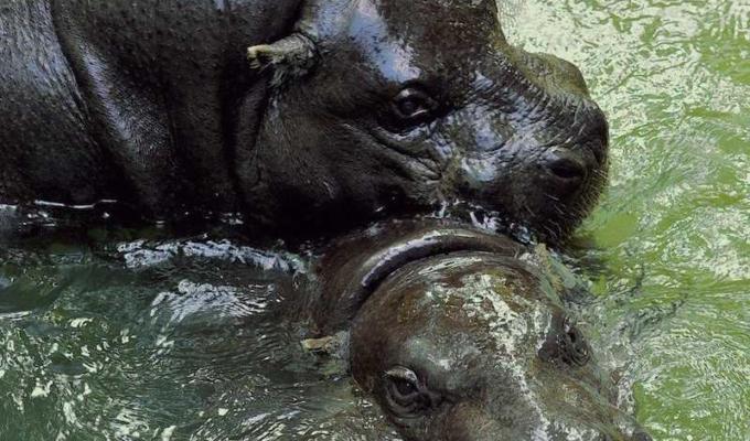 Bioparco