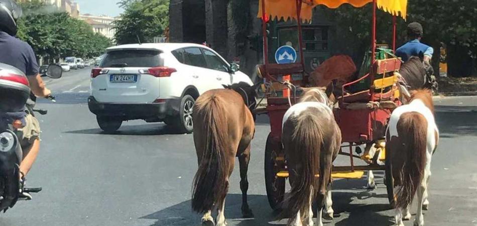 pony roma