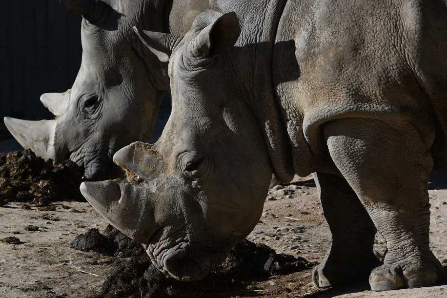 Sudafrica Al Via Alla Prima Asta Online Di Corni Di Rinoceronte