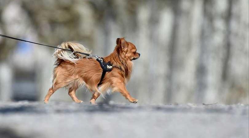 autismo canino