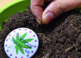 cannabis autofiorente