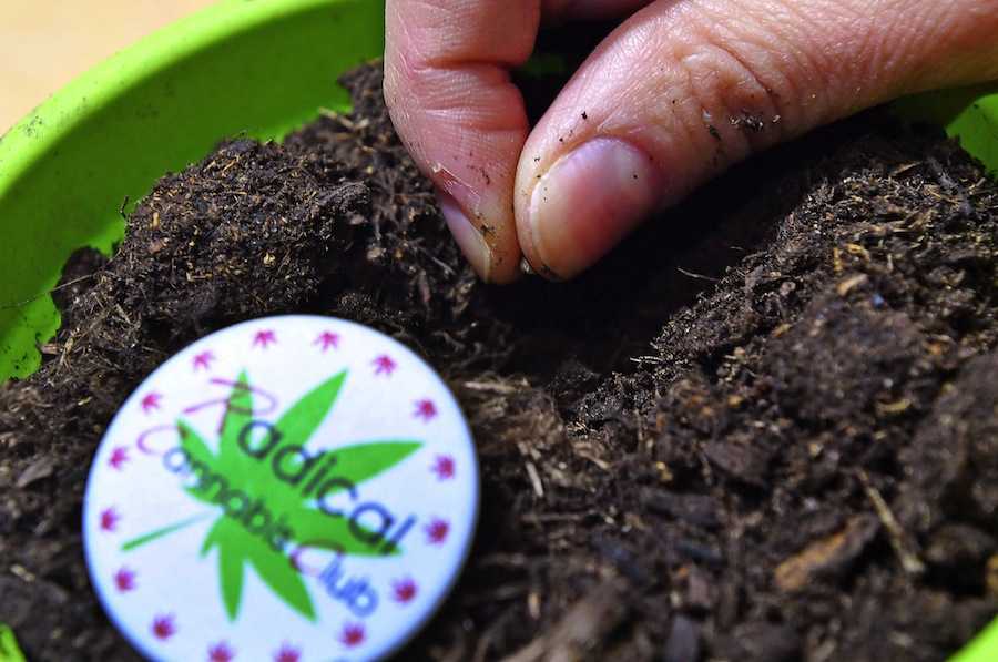 Come coltivare la cannabis autofiorente in casa | VIDEO article-post