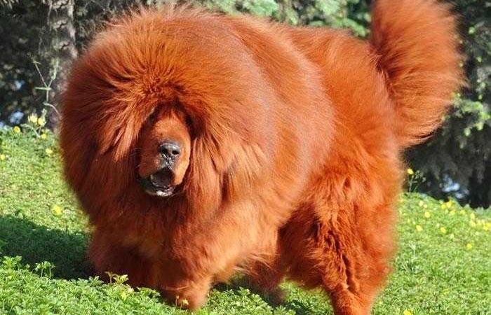 mastini tibetani