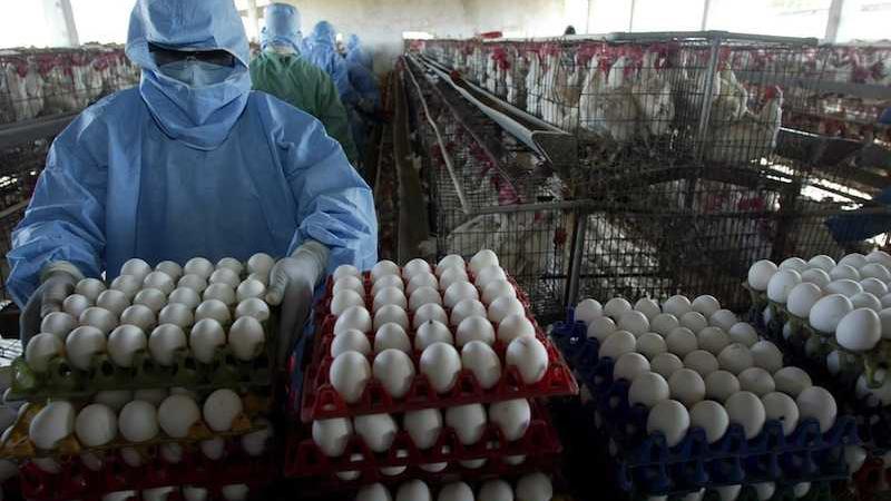 Hong Kong ha bloccato importazione polli e uova da Milano