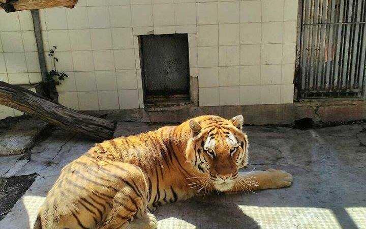 tigre Kashmir
