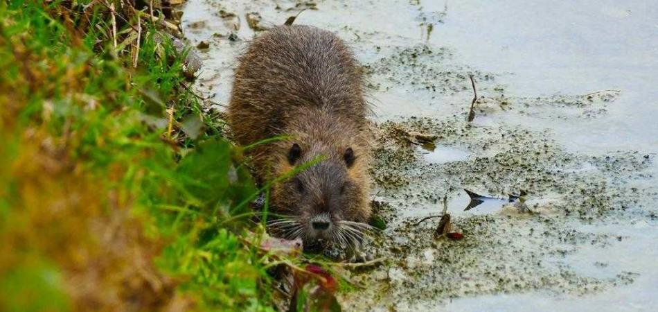 nutrie Torino