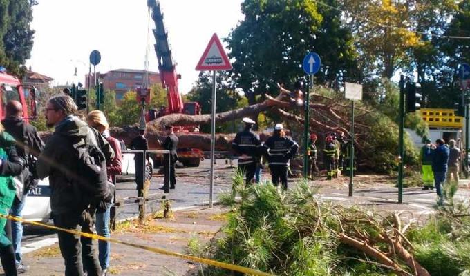 albero caduto