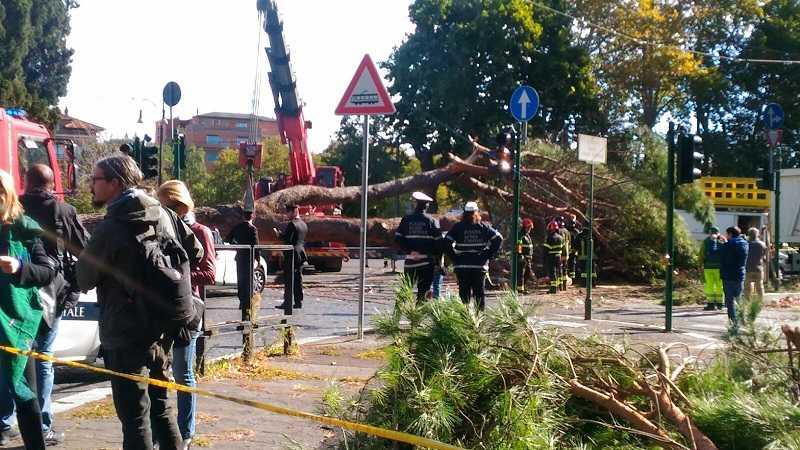 albero caduto