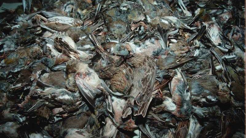 bracconieri fermati a Orio al Serio