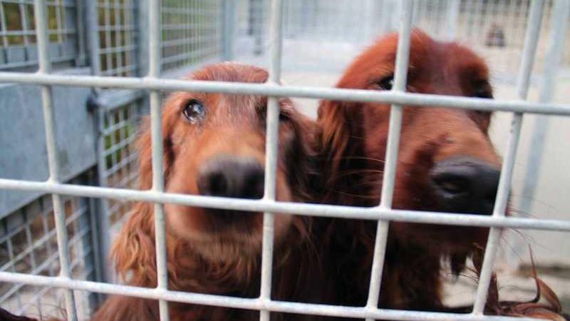 eredità per i cani randagi