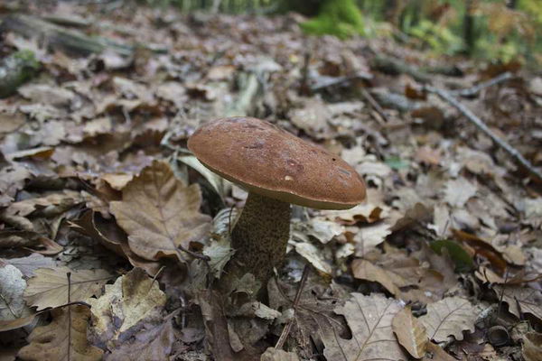 Funghi velenosi scambiati per porcini: in Brianza muore un uomo, grave la moglie