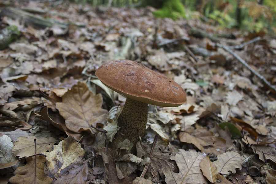 Funghi velenosi scambiati per porcini: in Brianza muore un uomo, grave la moglie article-post