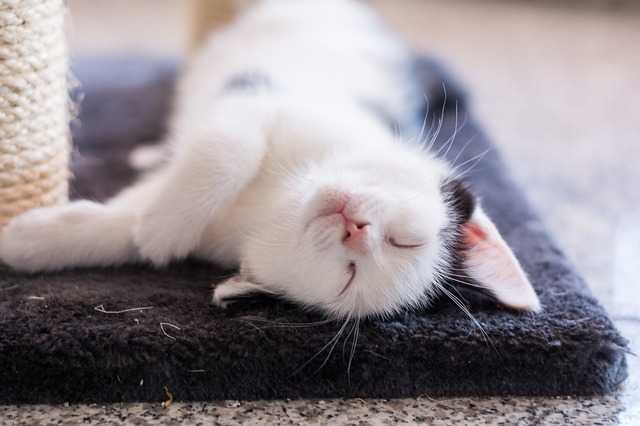 gatto nel dormitorio universitario