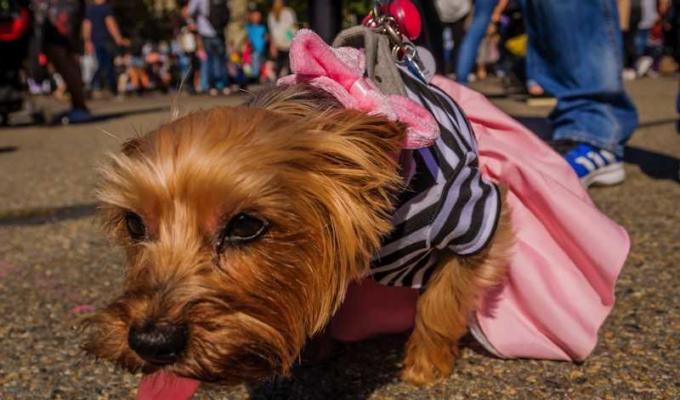 halloween dog parade