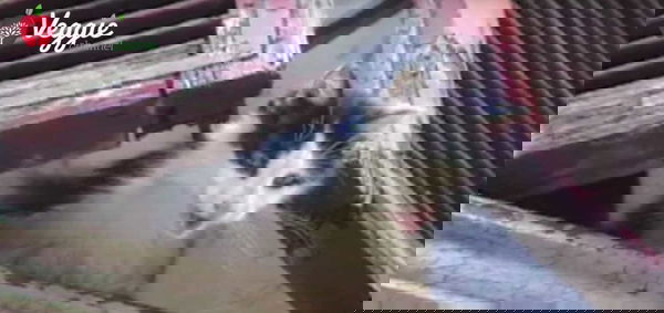 La killer seriale di gatti a Roma è tornata in azione | VIDEO