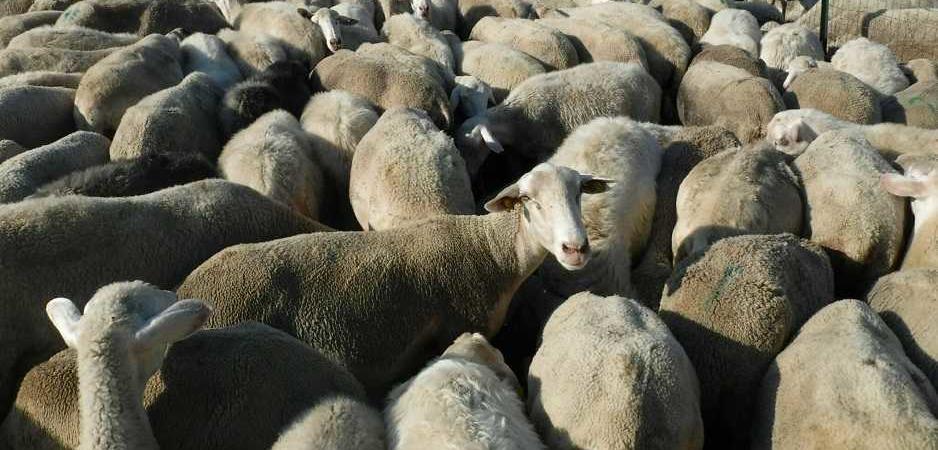 Pastore Sardo Fa Strage Di Tutto Il Suo Gregge Di Pecore E Uccide I Cani