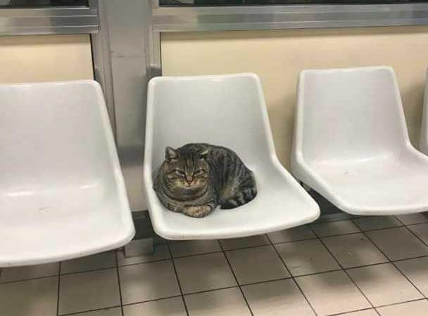 gatto Romeo