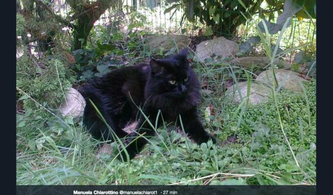 Gatto nero day