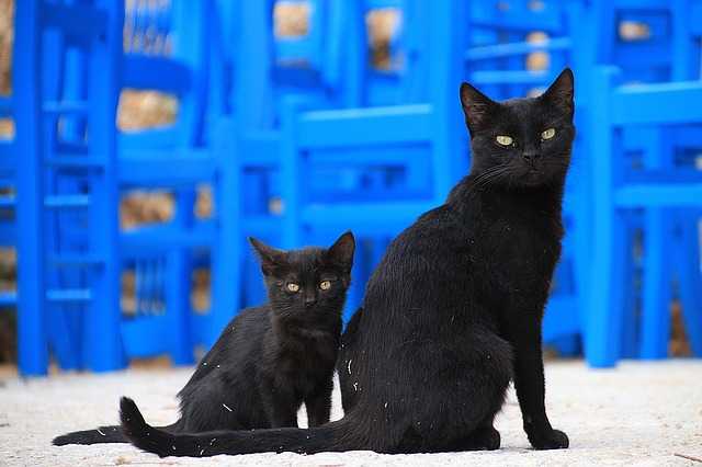 Gatto nero day