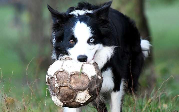 animali in vacanza