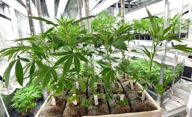 weed day