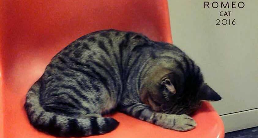 gatto sfrattato dall'ospedale di Sanremo
