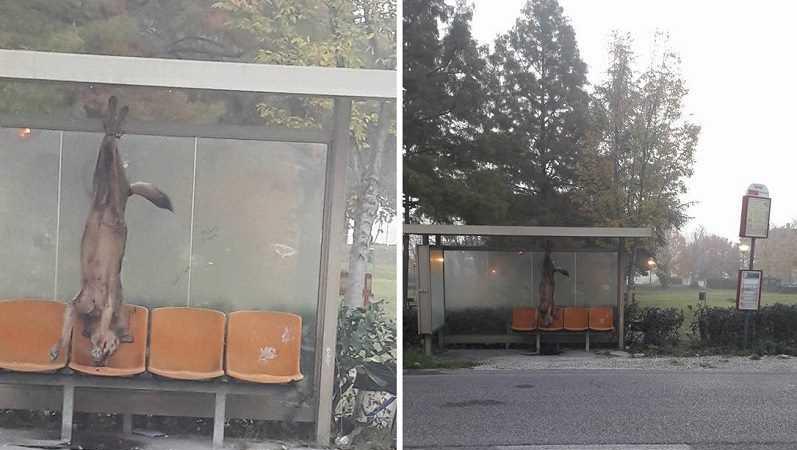 lupo ucciso e appeso alla fermata dell'autobus