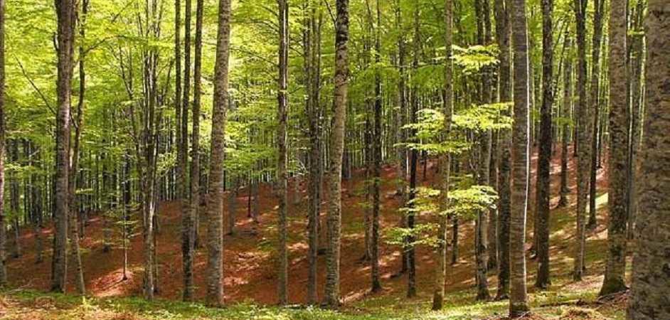 padova alberi
