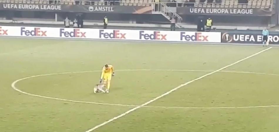 Europa League husky