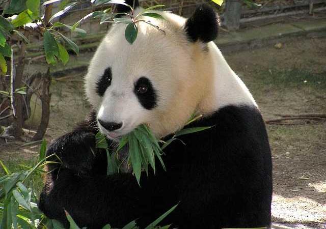 cacca di panda